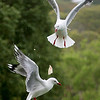 SmugMug > keywords > garden > Competition
Woodlaugh Garden, Dunedin NZ