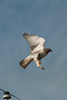 SmugMug > keywords > hawk > Wilderness of Rocks July '09 >  Hawk Jump Start